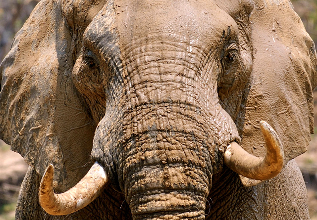 Dalle Cascate Victoria al Lago Kariba attraverso lo Zimbabwe