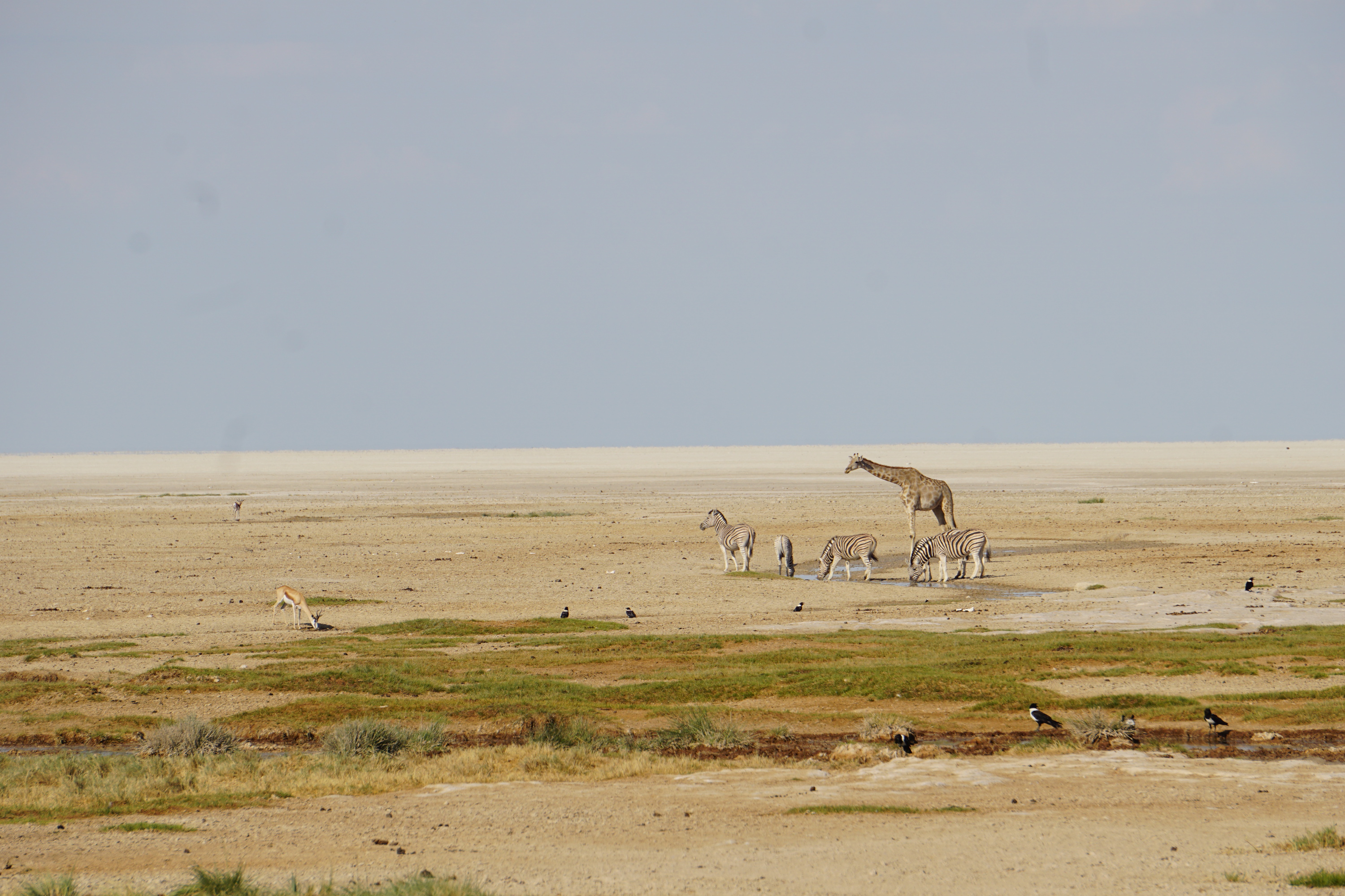 Dal letto asciutto dei fiumi ‘effimeri’ al cuore del deserto del Kalahari, i namibiani contano i millimetri di pioggia